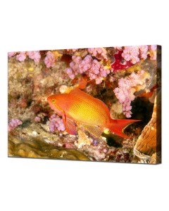 Lyretail anthias canvas