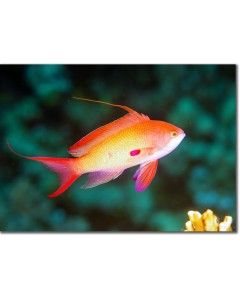 Lyretail Anthias (male) in an emerald sea