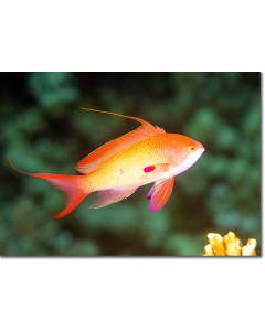 Lyretail Anthias (male) in an emerald sea
