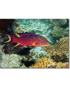 Lyretail Grouper swimming over acropora corals