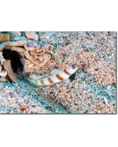 Magnus Shrimp-goby guarding its burrow