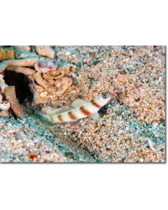 Magnus Shrimp-goby guarding its burrow