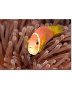 Maldive Anemonefish, Clownfish Close-up