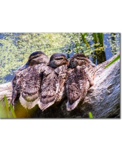 Trio of Mallard ducklings snuggled on a log