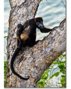 Mantled Howler Monkey - mother and child