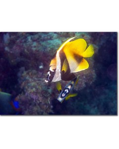 Masked Bannerfish swimming over a multi-coloured reef poster