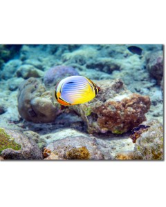 Melon Butterflyfish flitting over a decorative seabed