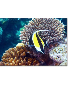 Moorish Idol swimming by Acropora corals