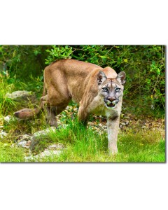 Puma hunting