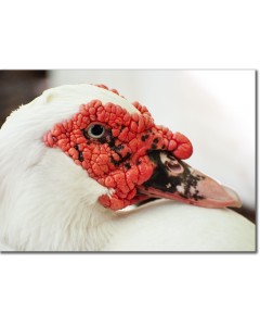 Muscovy Duck Close-up