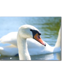 Mute Swan
