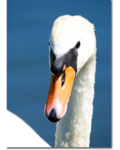 Mute Swan Portrait - Beautiful me?... 