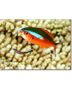 Neon Fusilier shining against the reef