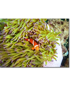 Ocellaris Clownfish nestled within a pink sea anemone poster,Ocellaris Clownfish nestled within a pink sea anemone framed picture,Ocellaris Clownfish nestled within a pink sea anemone canvas,Ocellaris Clownfish nestled within a pink sea anemone framed pic