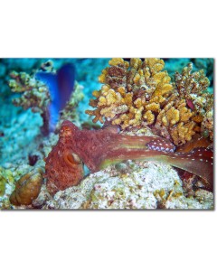 Octopus sinuously slithering over the coral reef