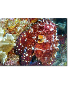 Octopus displaying brilliant russet red & white colours