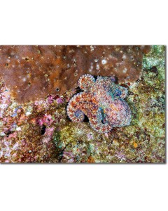 Octopus an aquamarine jewel on the seabed