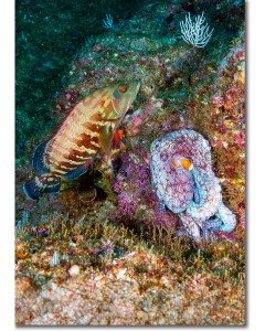 Reef scene - Pacific Graysby swimming by an octopus emulating sea corals