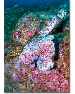 Octopus perfectly mimicking sea corals