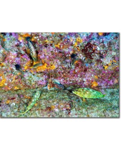 Octopus foraging for food, surrounded by groupers
