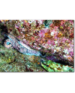 Octopus insinuated within a reef ravine being overlooked by a grouper