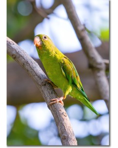 Orange-chinned parakeet in a tropical dry forest