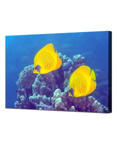 Bluecheek Butterflyfish hiding in Fire Coral