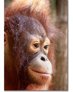 Mona Lisa Smile - Enigmatic portrait of an Orangutan