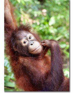Orang-utan contemplating mischief in the rainforest