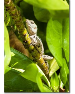 Oriental Garden Lizard hiding within a Beach Naupaka