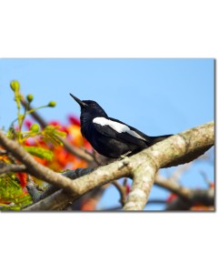 Oriental Magpie-Robin perched in a Peacock Acacia