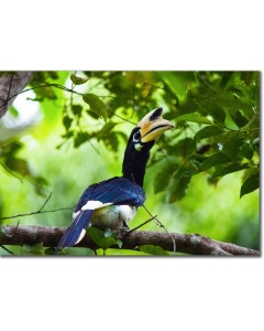 Berry Hunt - Oriental Pied Hornbill