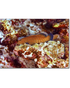 Bluespotted Grouper perched on a reef ledge