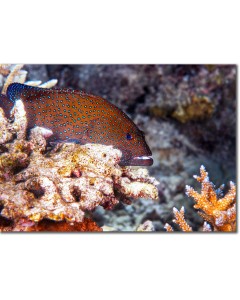 Peacock Rock Cod resting on a coral outcrop