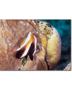Phantom Bannerfish, a ghostly shadow in the corals poster