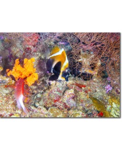 Poster - Phantom bannerfish with marine life 