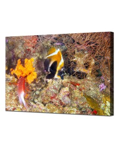 Phantom bannerfish with marine life canvas,Phantom bannerfish with marine life framed print,Phantom bannerfish with marine life poster,Phantom bannerfish with marine life,Phantom bannerfish with marine life framed print,Phantom bannerfish with marine life