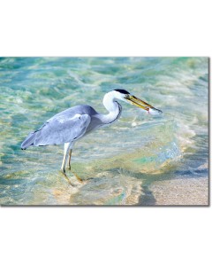 Heron with fish poster