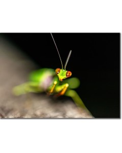 Giant Asian Mantis - Praying Mantis is often a common name 