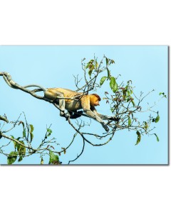 Proboscis Monkey reaching for the most tender leaves