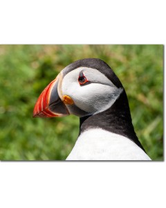 Puffin picture, perfectly displaying its colourful beak