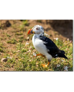 Puffin Chick displayed posing in a swathe of wildflowers