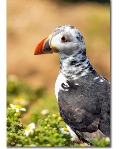 Puffling in repose amongst delicate wild spring daisies