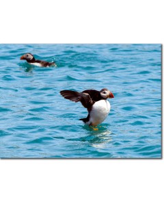 Puffin appearing to walk on water as it dries its wings