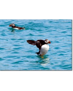 Puffin appearing to walk on water as it dries its wings