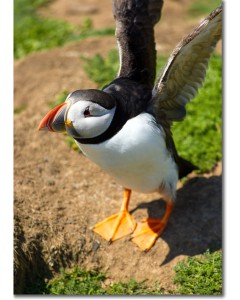Funky Puffin characteristically stretching to dry its wings