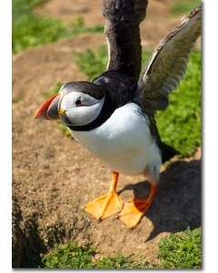 Funky Puffin characteristically stretching to dry its wings