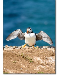 Captivating picture of a Puffin drying its wings in the sun