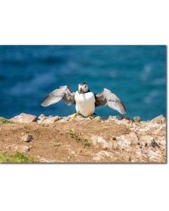 Captivating picture of a Puffin drying its wings in the sun
