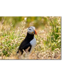 Puffin in repose, peeping out from amongst wild grasses